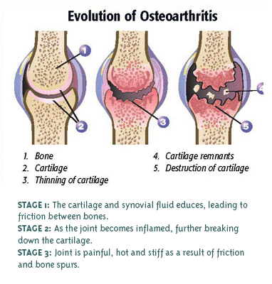 Canine/Small Equine Pack (MSM & Glucosamine)