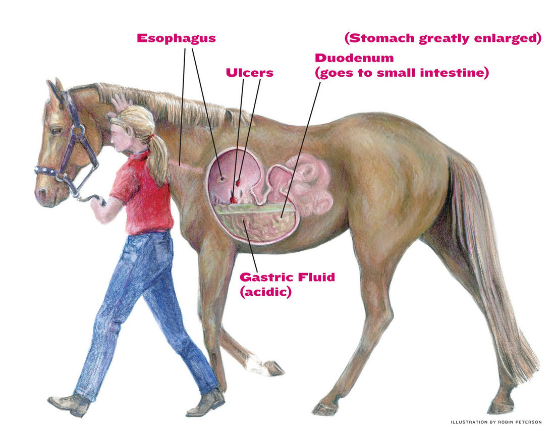 ✦ GASTRIC ULCERS ✦