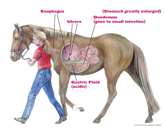 ✦ GASTRIC ULCERS ✦