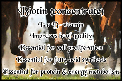 Biotin (concentrate)