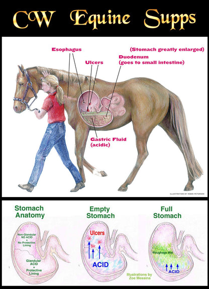 Lecithin Powder (for stomach ulcers)